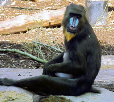 Baboon